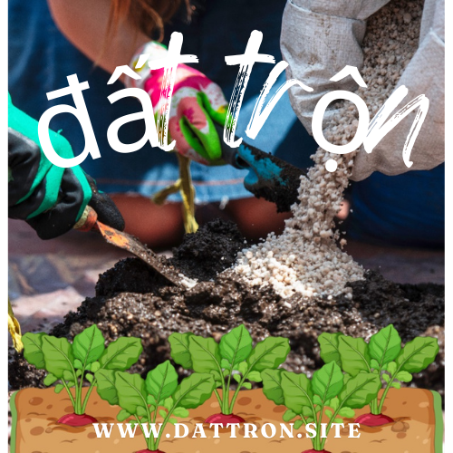 dattronboncay.com